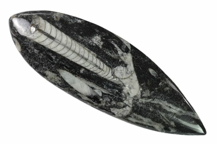Polished Fossil Orthoceras (Cephalopod) - Morocco #138403